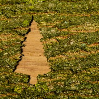 Estratto di Corteccia di Cannella